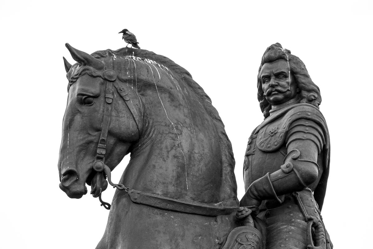 Rákóczi szobor, dolmányos varjú, Kossuth tér